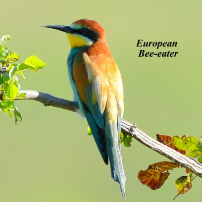 European Bee-eater